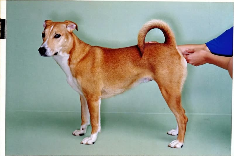 A dog being handled calmly during a groom