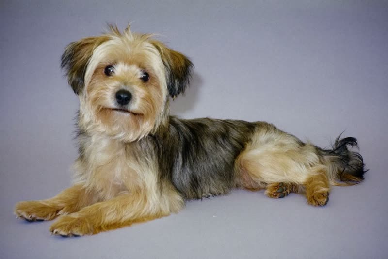 A relaxed small dog resting between stages of a groom