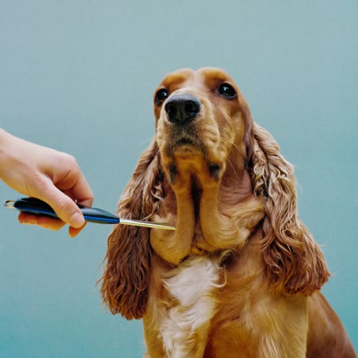 A spaniel having its coat clipped