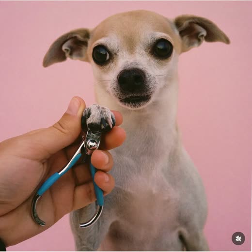 A dog's paw being held for a nail trim