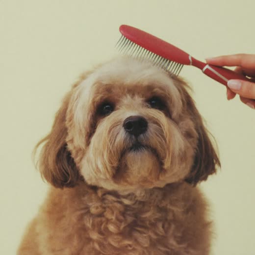 A long-coated dog being brushed out