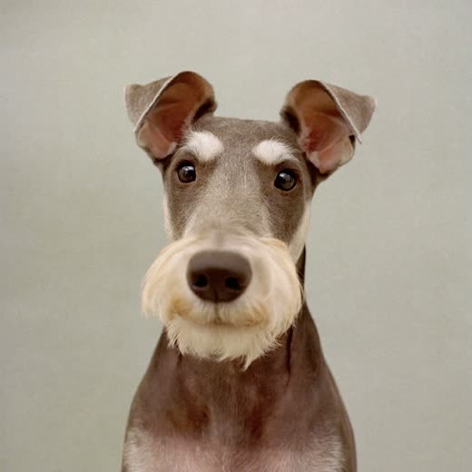A schnauzer with a finished hand-tidied trim